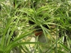 PUŠĶU HLOROFĪTS (Chlorophytum comosum)