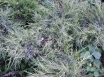 ĶINAS KADIĶIS (Juniperus chinensis) ''Kurivao Gold'' C5