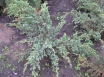 ĶINAS KADIĶIS (Juniperus  chinensis) Blue Alp RB 80-100 cm.