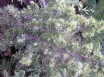 PARASTĀ KADIĶA ŠĶIRNE Goldmachengel (Juniperus communis) C3