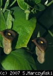 Aristolochia macrophylla (Pīpju koks)