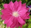 Clematis - Red Star