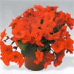 KAMOLBEGONIJAS SOLENIA Red Orange  (Begonia tuberhibrida)