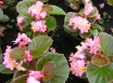 LEDUSPUĶES‘Vision Rose’  (Begonia – Semperflorens – Hybriden)