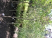 KRĀŠŅZIEDU ARONIJA potēta stumbrā(Aronia prunifolia ''Floribunda'')