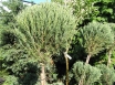 Juniperus scopulorum Skyrocket Pa -100,C 10l.
